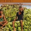 Bananas 